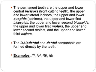  The permanent teeth are the upper and lower
central incisors (front cutting teeth), the upper
and lower lateral incisors, the upper and lower
cuspids (canines), the upper and lower first
bicuspids, the upper and lower second bicuspids,
the upper and lower first molars, the upper and
lower second molars, and the upper and lower
third molars.
 The labiodental and dental consonants are
formed directly by the teeth.
 Examples: /f/, /v/, /θ/, /ð/
 