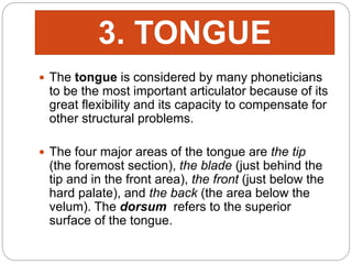  The tongue is considered by many phoneticians
to be the most important articulator because of its
great flexibility and its capacity to compensate for
other structural problems.
 The four major areas of the tongue are the tip
(the foremost section), the blade (just behind the
tip and in the front area), the front (just below the
hard palate), and the back (the area below the
velum). The dorsum refers to the superior
surface of the tongue.
3. TONGUE
 