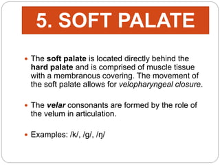  The soft palate is located directly behind the
hard palate and is comprised of muscle tissue
with a membranous covering. The movement of
the soft palate allows for velopharyngeal closure.
 The velar consonants are formed by the role of
the velum in articulation.
 Examples: /k/, /g/, /ŋ/
5. SOFT PALATE
 