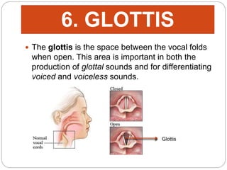  The glottis is the space between the vocal folds
when open. This area is important in both the
production of glottal sounds and for differentiating
voiced and voiceless sounds.
6. GLOTTIS
Glottis
 