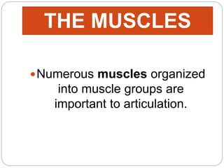 Numerous muscles organized
into muscle groups are
important to articulation.
THE MUSCLES
 