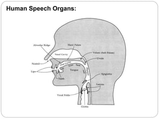 Human Speech Organs:
 