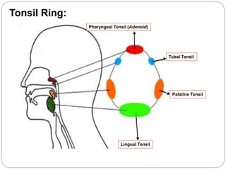 Pharyngeal Tonsil (Adenoid)
Tubal Tonsil
Palatine Tonsil
Lingual Tonsil
Tonsil Ring:
 
