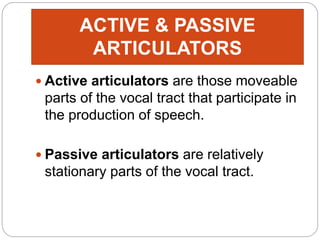 ACTIVE & PASSIVE
ARTICULATORS
 Active articulators are those moveable
parts of the vocal tract that participate in
the production of speech.
 Passive articulators are relatively
stationary parts of the vocal tract.
 