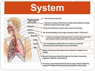 System
A tube of cartilage (soft bone) that connects the larynx and
the bronchi and is lined with a mucous membrane.
Two cartilaginous tubes that are continuous with the
trachea and are lined with mucous membrane.
Elastic structures that expand and contract in relation to air
supply.
An airway leading to the lungs. (Usually called “voice box”).
Parts of throat that connect inner nose to the throat.
The long curved bones forming the rib cage, which enable the
lungs to facilitate breathing by expanding the chest cavity.
Muscle that pumps blood throughout the blood vessels by
repeated, rhythmic contractions.
The internal nose area.
The area consists of the buccal cavity (area between the lips
and the cheeks) and mouth cavity.
 