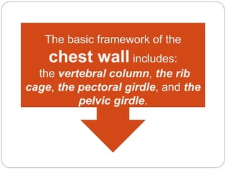 .
The basic framework of the
chest wall includes:
the vertebral column, the rib
cage, the pectoral girdle, and the
pelvic girdle.
 
