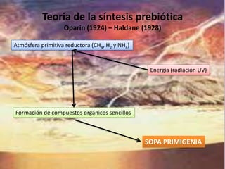 Teoría de la síntesis prebiótica
                   Oparin (1924) – Haldane (1928)

Atmósfera primitiva reductora (CH4, H2 y NH4)


                                                 Energía (radiación UV)




Formación de compuestos orgánicos sencillos



                                                SOPA PRIMIGENIA
 
