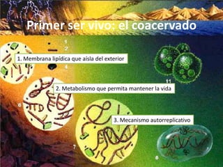 Primer ser vivo: el coacervado

1. Membrana lipídica que aísla del exterior



               2. Metabolismo que permita mantener la vida




                                      3. Mecanismo autorreplicativo
 