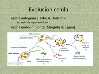 Evolución celular
• Teoría autógena (Taylor & Dodson)
     No explica el origen del núcleo

• Teoría endosimbionte (Margulis & Sagan)
 