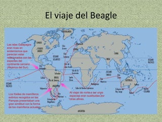 El viaje del Beagle

Las islas Galápagos
eran ricas en
endemismos que
parecían estar
relacionados con las
especies del
continente cercano
(América del Sur).




                                     Al viajar de norte a sur unas
 Los fósiles de mamíferos
                                     especies eran sustituidas por
 extintos recogidos en las
                                     otras afines.
 Pampas presentaban una
 gran similitud con la forma
 de los mamíferos actuales.
 