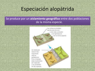Especiación alopátrida
Se produce por un aislamiento geográfico entre dos poblaciones
                       de la misma especie.
 