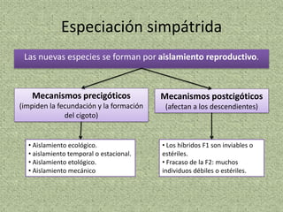 Especiación simpátrida
 Las nuevas especies se forman por aislamiento reproductivo.



   Mecanismos precigóticos               Mecanismos postcigóticos
(impiden la fecundación y la formación    (afectan a los descendientes)
              del cigoto)


  • Aislamiento ecológico.               • Los híbridos F1 son inviables o
  • aislamiento temporal o estacional.   estériles.
  • Aislamiento etológico.               • Fracaso de la F2: muchos
  • Aislamiento mecánico                 individuos débiles o estériles.
 