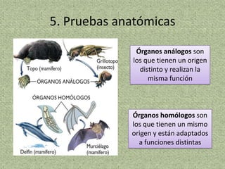5. Pruebas anatómicas

              Órganos análogos son
             los que tienen un origen
               distinto y realizan la
                  misma función



             Órganos homólogos son
             los que tienen un mismo
             origen y están adaptados
               a funciones distintas
 
