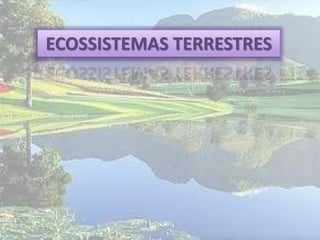ECOSSISTEMAS TERRESTRES
 
