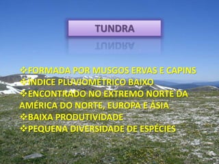 TUNDRA
FORMADA POR MUSGOS ERVAS E CAPINS
ÍNDICE PLUVIOMÉTRICO BAIXO
ENCONTRADO NO EXTREMO NORTE DA
AMÉRICA DO NORTE, EUROPA E ÁSIA
BAIXA PRODUTIVIDADE
PEQUENA DIVERSIDADE DE ESPÉCIES
 