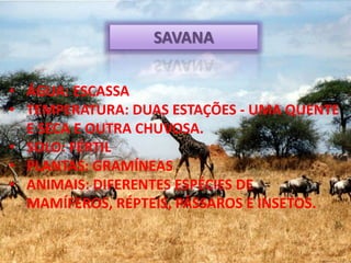 SAVANA
• ÁGUA: ESCASSA
• TEMPERATURA: DUAS ESTAÇÕES - UMA QUENTE
E SECA E OUTRA CHUVOSA.
• SOLO: FÉRTIL
• PLANTAS: GRAMÍNEAS
• ANIMAIS: DIFERENTES ESPÉCIES DE
MAMÍFEROS, RÉPTEIS, PÁSSAROS E INSETOS.
 