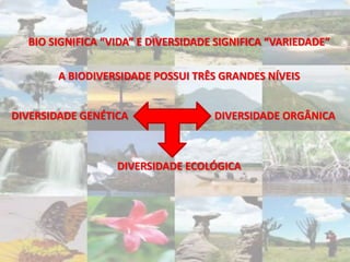 BIO SIGNIFICA “VIDA” E DIVERSIDADE SIGNIFICA “VARIEDADE”
A BIODIVERSIDADE POSSUI TRÊS GRANDES NÍVEIS
DIVERSIDADE GENÉTICA DIVERSIDADE ORGÂNICA
DIVERSIDADE ECOLÓGICA
 