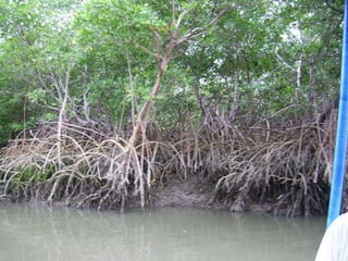 DIVISÕES DO OCEANO
LITORAL
MAR ABERTO
GRANDES PROFUNDEZAS
MANGUEZAIS???
 