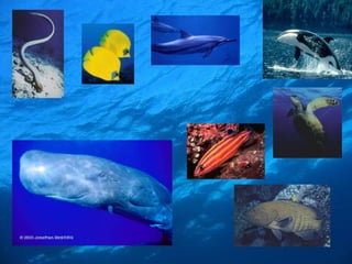 SERES VIVOS
PLANCTÔNICOS
NECTÔNICOS
ANIMAIS LIVRES
NADANTES
SÃO SERES
MICROSCÓPICOS,
CUJO TRANSPORTE É
PASSIVO
BENTÔNICOS
PODEM SER FIXOS
COMO CORAIS OU
MOVEIS COMO AS
ESTRELA-DO-MAR
 