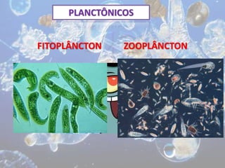 PLANCTÔNICOS
FITOPLÂNCTON ZOOPLÂNCTON
 
