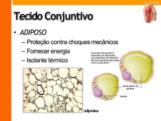 Os tecidos
TecidoConjuntivo
• ADIPOSO
– Proteção contra choquesmecânicos
– Fornecer energia
– Isolante térmico
Adipócitos.
 