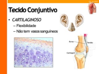 Os tecidos
TecidoConjuntivo
• CARTILAGINOSO
– Flexibilidade
– Não tem vasossanguíneos
 