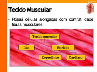 Os tecidos
TecidoMuscular
Estriado
• Possui células alongadas com contratilidade;
fibras musculares.
Tecido muscular
Liso
Esquelético Cardíaco
 