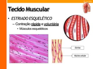Os tecidos
TecidoMuscular
• ESTRIADO ESQUELÉTICO
– Contração rápida e voluntária
• Músculos esqueléticos
Estrias
Núcleo celular
 