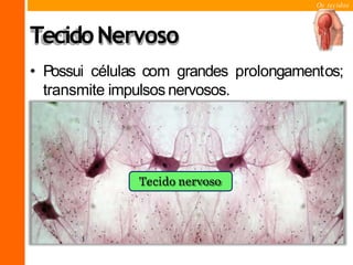 Os tecidos
TecidoNervoso
• Possui células com grandes prolongamentos;
transmite impulsos nervosos.
Tecido nervoso
 