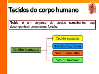 Os tecidos
Tecidos do corpohumano
semelhantes que
T
ecido é um conjunto de células
desempenham uma mesmafunção.
Tecido epitelial
Tecido conjuntivo
Tecidos humanos
Tecido muscular
Tecido nervoso
 
