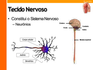 Os tecidos
TecidoNervoso
• Constitui o SistemaNervoso
– Neurônios
Axônio
Dendritos
Corpo celular
 