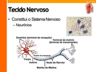 Os tecidos
TecidoNervoso
• Constitui o SistemaNervoso
– Neurônios
 