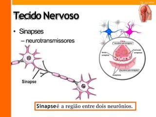 Os tecidos
TecidoNervoso
• Sinapses
– neurotransmissores
Sinapseé a região entre dois neurônios.
 