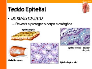 Os tecidos
• DE REVESTIMENTO
– Revestir e proteger o corpo e osórgãos.
Epitéliosimples
Endotéliovascular
Epitéliosimples– rim.
Epitéliosimples– intestino
delgado.
TecidoEpitelial
 