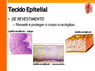 Os tecidos
TecidoEpitelial
• DE REVESTIMENTO
– Revestir e proteger o corpo e osórgãos.
Epitélioestratificado
Epitélioestratificado– mucosauterina
Epitélioestratificado– esôfago.
 