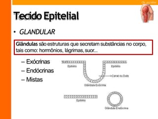 Os tecidos
TecidoEpitelial
• GLANDULAR
– Exócrinas
– Endócrinas
– Mistas
Glândulas sãoestruturas que secretam substâncias no corpo,
tais como: hormônios, lágrimas,suor...
 