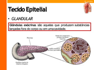 Os tecidos
Glândulas mistas têm função exócrina eendócrina.
Glândulas endócrinas sãoaquelas que produzem substâncias
lançadas diretamente na corrente sanguínea.
TecidoEpitelial
• GLANDULAR
Glândulas exócrinas são aquelas que produzem substâncias
lançadas fora do corpo ou em umacavidade.
 