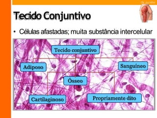 Os tecidos
TecidoConjuntivo
• Células afastadas; muita substância intercelular
Tecido conjuntivo
Ósseo
Cartilaginoso
Adiposo Sanguíneo
Propriamente dito
 
