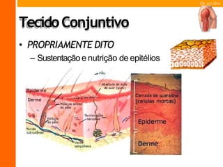 Os tecidos
TecidoConjuntivo
• PROPRIAMENTE DITO
– Sustentação e nutrição de epitélios
 