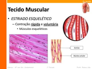 Os tecidos




Tecido Muscular
• ESTRIADO ESQUELÉTICO
      – Contração rápida e voluntária
            • Músculos esqueléticos




                                                  Estrias


                                                  Núcleo celular




Ciências – 8º ano Ens. Fundamental   1º Período      Profa. Rebeca Vale
 