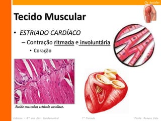 Os tecidos




Tecido Muscular
• ESTRIADO CARDÍACO
      – Contração ritmada e involuntária
            • Coração




 Tecido muscular estriado cardíaco.


Ciências – 8º ano Ens. Fundamental    1º Período   Profa. Rebeca Vale
 