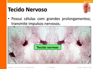 Os tecidos




Tecido Nervoso
• Possui células com grandes prolongamentos;
  transmite impulsos nervosos.




                                     Tecido nervoso




Ciências – 8º ano Ens. Fundamental         1º Período   Profa. Rebeca Vale
 