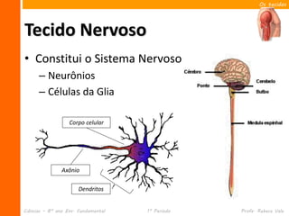 Os tecidos




Tecido Nervoso
• Constitui o Sistema Nervoso
      – Neurônios
      – Células da Glia

                   Corpo celular




               Axônio

                      Dendritos


Ciências – 8º ano Ens. Fundamental   1º Período   Profa. Rebeca Vale
 