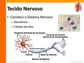 Os tecidos




Tecido Nervoso
• Constitui o Sistema Nervoso
      – Neurônios
      – Células da Glia




Ciências – 8º ano Ens. Fundamental   1º Período   Profa. Rebeca Vale
 