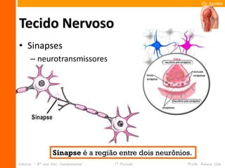 Os tecidos




Tecido Nervoso
• Sinapses
      – neurotransmissores




                  Sinapse é a região entre dois neurônios.
Ciências – 8º ano Ens. Fundamental   1º Período         Profa. Rebeca Vale
 