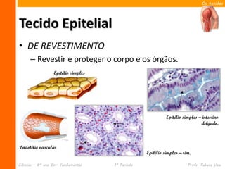 Os tecidos




Tecido Epitelial
• DE REVESTIMENTO
      – Revestir e proteger o corpo e os órgãos.
                   Epitélio simples




                                                             Epitélio simples – intestino
                                                                               delgado.



Endotélio vascular
                                                   Epitélio simples – rim.

Ciências – 8º ano Ens. Fundamental    1º Período                        Profa. Rebeca Vale
 