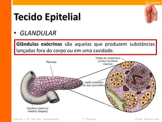 Os tecidos




Tecido Epitelial
• GLANDULAR
  Glândulas endócrinassão aquelas que produzem substâncias
             exócrinas são aquelas que produzem
     Glândulas mistas têm função exócrina e endócrina.
  lançadas diretamente na corrente sanguínea.
           fora do corpo ou em uma cavidade.




Ciências – 8º ano Ens. Fundamental   1º Período   Profa. Rebeca Vale
 