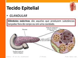 Os tecidos




Tecido Epitelial
• GLANDULAR
  Glândulas endócrinassão aquelas que produzem substâncias
             exócri...