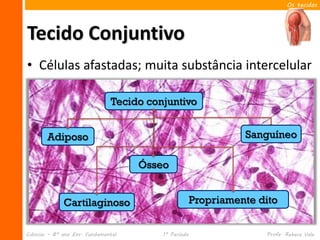 Os tecidos




Tecido Conjuntivo
• Células afastadas; muita substância intercelular

                               Tecido conjuntivo


        Adiposo                                                 Sanguíneo

                                     Ósseo


              Cartilaginoso                           Propriamente dito


Ciências – 8º ano Ens. Fundamental       1º Período                 Profa. Rebeca Vale
 