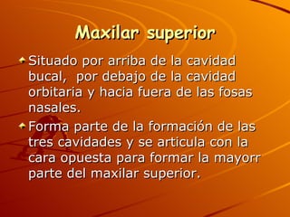 Maxilar superior Situado por arriba de la cavidad bucal,  por debajo de la cavidad orbitaria y hacia fuera de las fosas nasales. Forma parte de la formación de las tres cavidades y se articula con la cara opuesta para formar la mayorr parte del maxilar superior. 